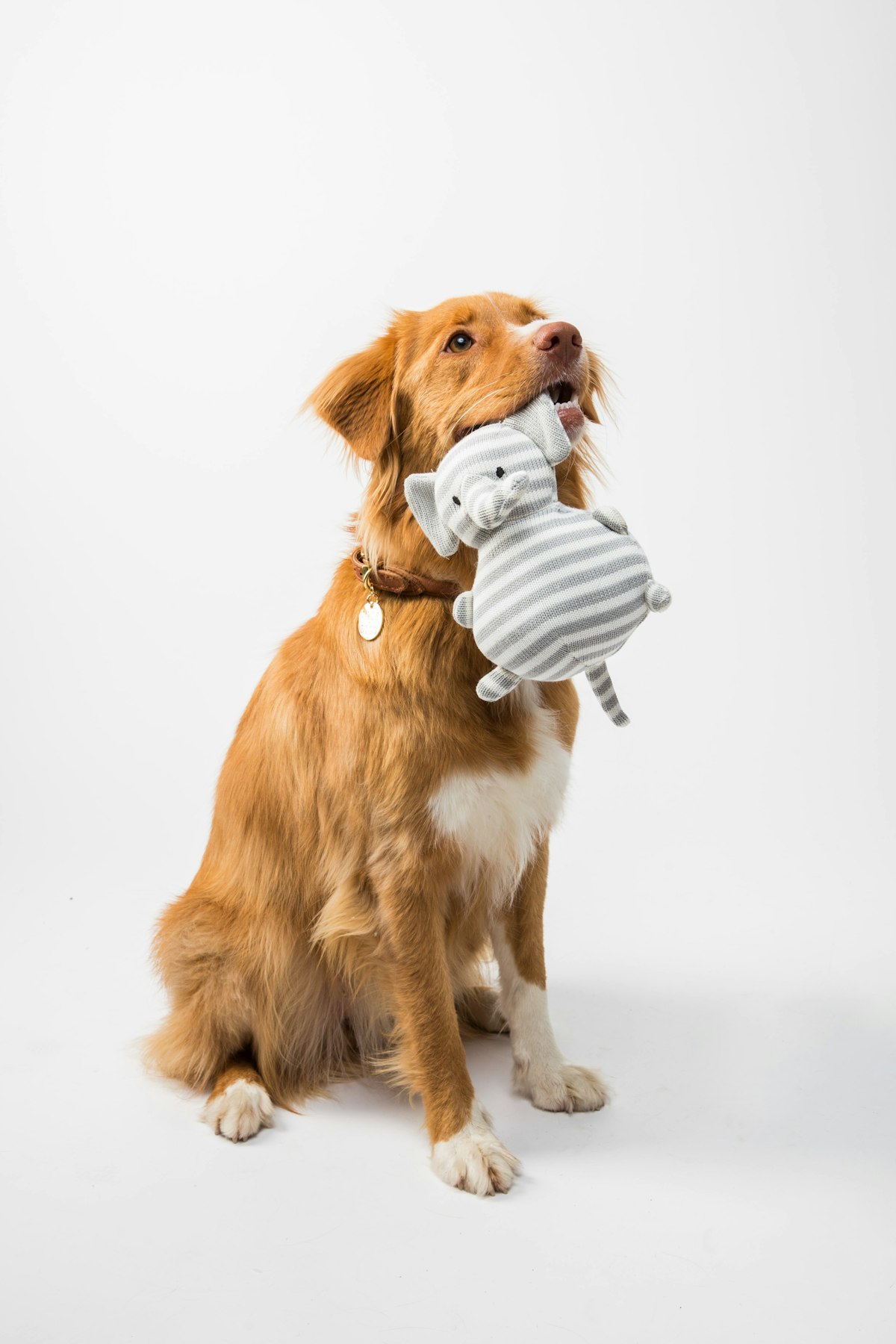 Plush squeaky dog toy